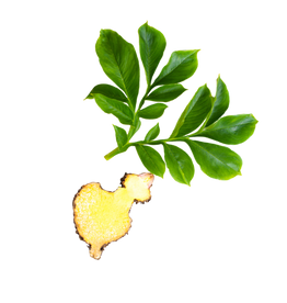 konjac root