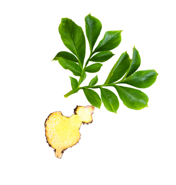 konjac root